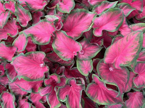 Cherry Tart Caladiums in a 3.5" Pot